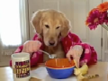 Ginger genießt ihr Frühstück