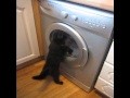 Süße Katze vs. Waschmaschine