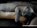 Kuschlende Katzen