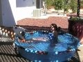 /78d153f8cc-english-bulldog-girl-playing-in-a-wading-pool