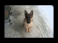 Time Lapse: Puppy to Adult in 40 seconds