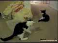 Kitteh Plays With Bubble Wrap