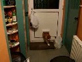 Cat Vs. Cat Door