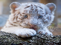 Süßer weißer Tiger