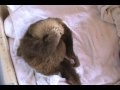 Funny Baby Sloth