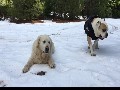 Dogs Playing In Slow Motion
