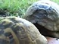Schildkrötensex: Ja gehts bei den Tieren ab...