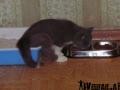 Multitasking Katze