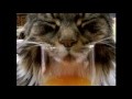 Lustige Schnarchende Katze