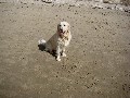 Santa Barbara's Dog Beach Video