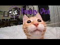 Funny Animal Video - Animal Funny - Funny video compilation