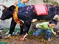 Another Bizarre Ritual of Crawling Under A Cow During Diwali