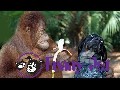 Best funny animal videos compilation 2015