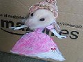 Hamster Dresses Up in Cardboard Cutouts