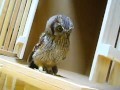 /c3e27e6c9c-cute-owl