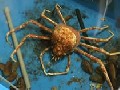 Monster Crab Exits Shell (Time Lapse)