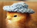 /00fb4c24c4-cute-baby-chicks-wearing-funny-little-hats