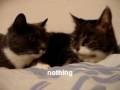 The two talking cats (BEST FUNNIEST version) [English Transl