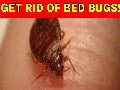 Home Remedies to get rid of bed bugs fast!
