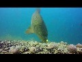 Carp fishing, underwater video