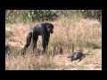 Chimpanzee Mother learns about her dead  Infant