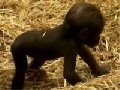 Gorilla Baby im Londoner Zoo