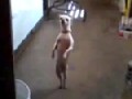Tanzender Hund