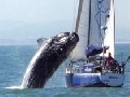 Killlerwal zerstört Segelboot