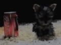 http://www.funsau.com/video/der-kleinste-hund-der-welt