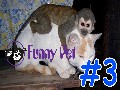 /6d12dd77f7-animal-videos-dog-afraid-of-cat-so-cute-funny-animals