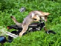 Future Dog Motorbike Racer!
