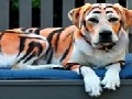 /7314717c1f-owner-dyed-his-labrador-to-look-like-a-tiger