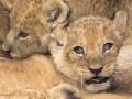 They are soooo cute! 4 Baby lions in Hamburg