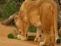 http://www.vidonna.com/264aaac0c7-australischer-zoo-verwoehnt-tiere-mit-erfrischungen