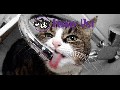 /3015dd3d09-funny-pet-compilation-march-2015-new