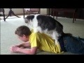 Funny cat massage