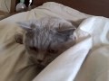 British Shorthair Blue Maylo in Waterbed ANGRY