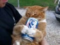 My cat enjoying a beer