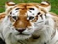 /24955b0128-golden-tabby-tiger