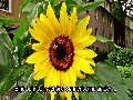 Die Sonnenblume und die Hummel