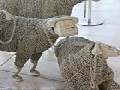 http://www.inspirefusion.com/sheep-sculptures-made-from-rotary-telephones/