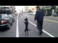 Dog walks like a human