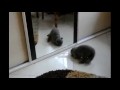 Funny cat vs Reflection
