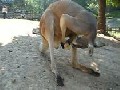 Känguru leckt seine Kugeln