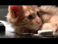 Katzen, Video Compilation über Haustiere