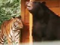 Unlikely Friendships, Lion, Tiger and Bear