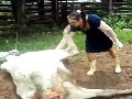 Kuh Kickt Frau Im Gesicht