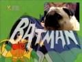 Pug sings Batman theme