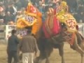 http://www.funsau.com/video/kamele-wrestling-meisterschaft