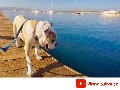 English Bulldog walking down the pier in Morro Bay, CA